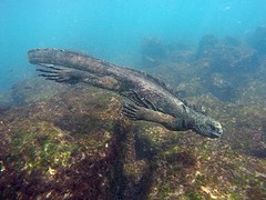 Galapagos (29)