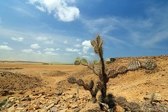 La Guajira (5)