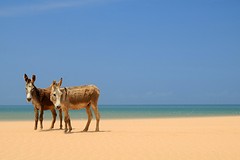La Guajira (7)