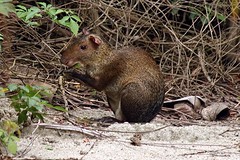 Tayrona (4)