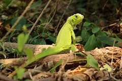 Tayrona (6)