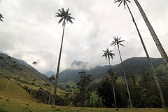 Valle de Cocora (1)