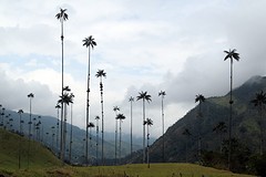 Valle de Cocora (2)