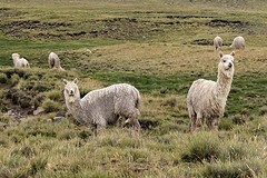 Cañon del Colca (5)