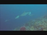Sipadan Reef Sharks