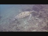 Sipadan Green Turtle