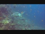 Hawksbill turtle at Komodo