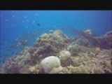 Diving at Komodo