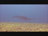 Manta - The Movie