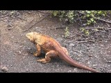 Galapagos - The Movie [HD]