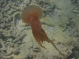 007 (Custom)
