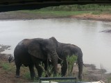 Kwamen net uit de rivier