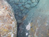 Eigen foto krab