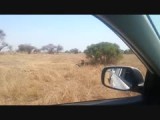 Leeuwen tweede dag Kruger