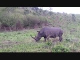 Neushoorn die zijn teretoium afbakend