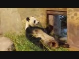 Gelukkig de panda's gezien