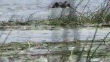 De Oklavanga delta