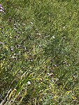 IMG_2295