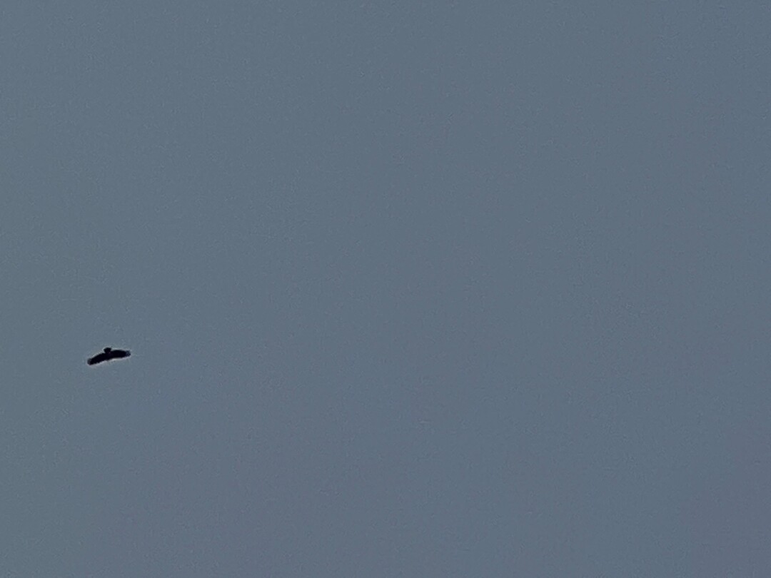 IMG_2363