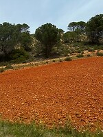 IMG_2354