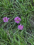 IMG_2601