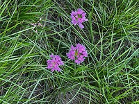 IMG_2601