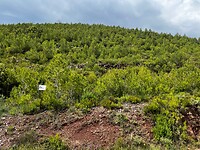 IMG_2659
