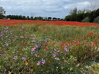IMG_2682