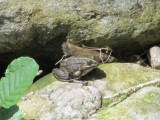 Grenouille chez la maison
