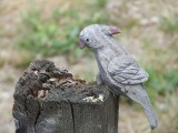 Oiseau