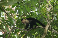 Capucijner aapje in Cahuita