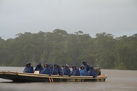 Regenwoudgasten in de regen