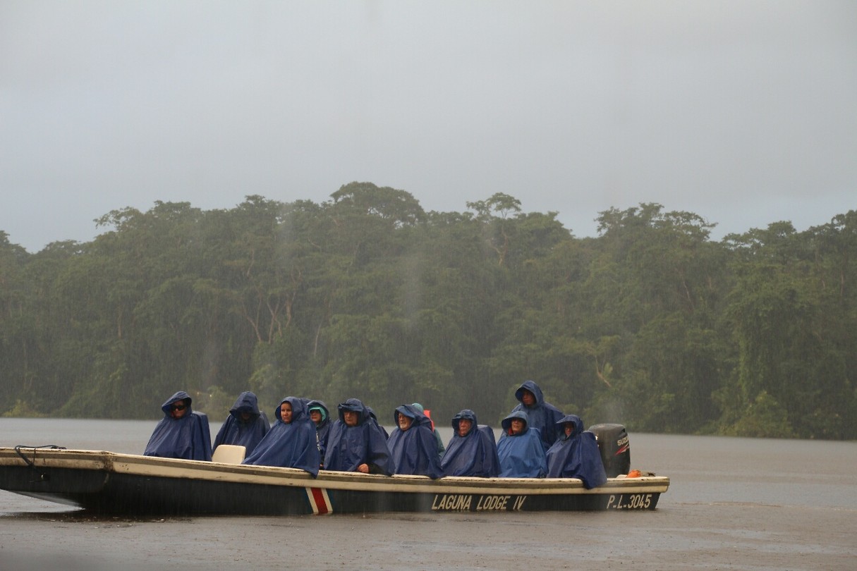 Regenwoudgasten in de regen