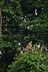 Iguana