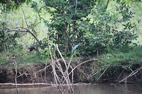 Kingfisher