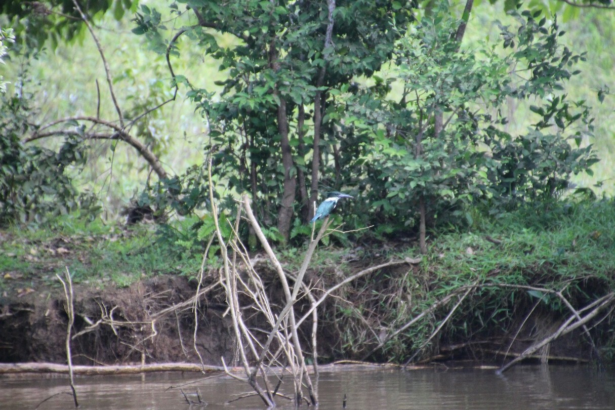 Kingfisher