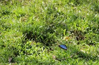 Morpho vlinder in vlucht