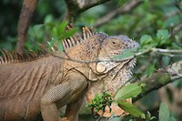 Iguana