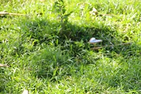 Morpho vlinder in vlucht