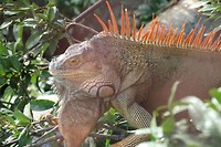 Iguana