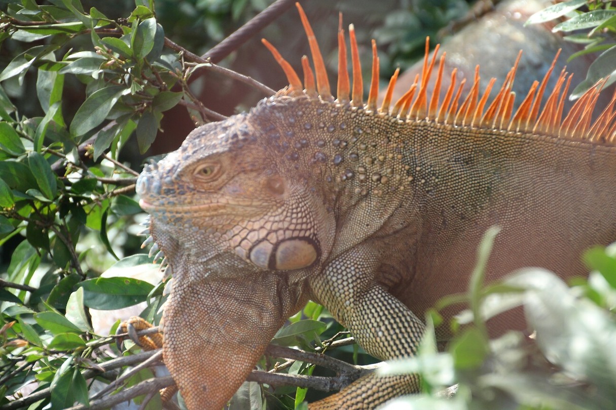 Iguana