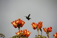 Kolibri