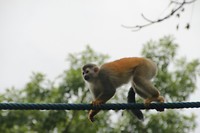 Doodskopaapje Manuel Antonio