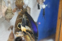 Morpho vlinder in wording