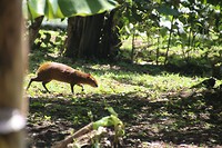 Agouti