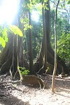 Rainforest trees