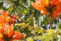 Kolibri