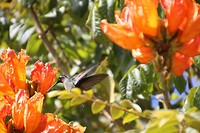 Kolibri soort