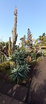 Cactus tuin