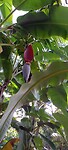 Bananenboom